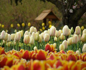 Tulip Top Gardens - Darwin Holiday 0