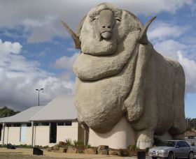 Big Merino - Darwin Holiday 0