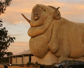 Big Merino - Darwin Holiday 3