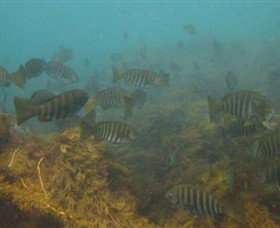 Bunurong Marine And Coastal Park - Darwin Holiday 0
