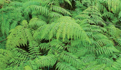 Boonoo Boonoo National Park - Darwin Holiday 1