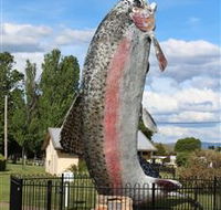 Big Trout - Darwin Holiday