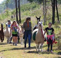 Ottaba Llamas - Darwin Holiday