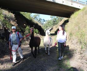 Ottaba Llamas - Darwin Holiday 1
