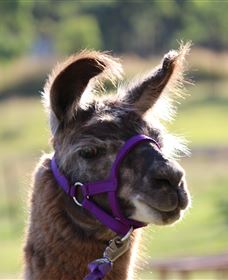 Ottaba Llamas - Darwin Holiday 3