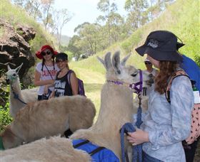 Ottaba Llamas - Darwin Holiday 2