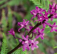 Cassinia walking track - Darwin Holiday