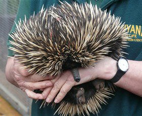 Kanyana Wildlife Rehabilitation Centre - Darwin Holiday 2