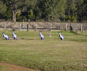 Wollombi Wines - Darwin Holiday 5