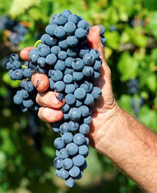 Stonehurst Cedar Creek Vineyard - Darwin Holiday 5