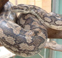Armadale Reptile Centre - Darwin Holiday
