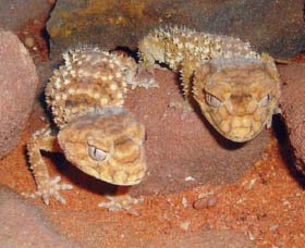 Armadale Reptile Centre - Darwin Holiday 1