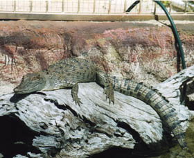 Armadale Reptile Centre - Darwin Holiday 2