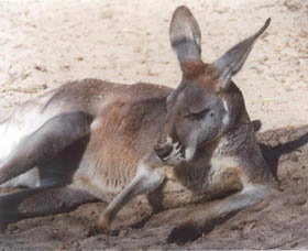 Armadale Reptile Centre - Darwin Holiday 3