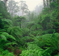 Tarra Bulga National Park - Darwin Holiday