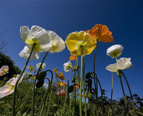 Hunter Valley Gardens - Darwin Holiday 3