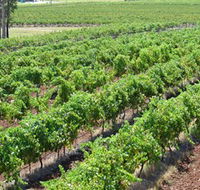 Pokolbin Brothers Wines Hunter Valley - Darwin Holiday