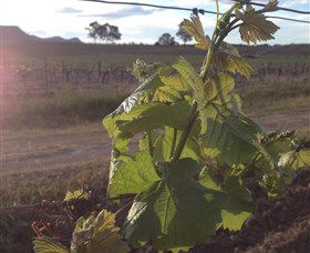 Drayton's Family Wines - Darwin Holiday 1