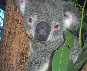 Hunter Valley Zoo - Darwin Holiday 0