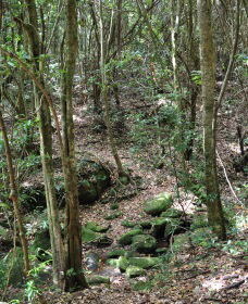 State Forests Of The Watagan Mountains - Darwin Holiday 2