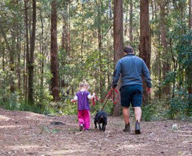 Olney State Forest - Watagan Mountains - Darwin Holiday 0