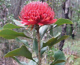 Olney State Forest - Watagan Mountains - Darwin Holiday 1