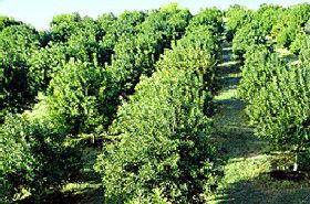MacNuts WA Shop And Factory - Darwin Holiday 1