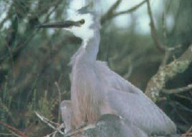 Darriman VIC Darwin Holiday