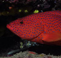 Maori Wrasse Bommie Dive Site - Darwin Holiday