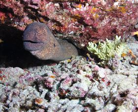 Anchor Bommie Dive Site - Darwin Holiday 1