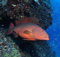 Anchor Bommie Dive Site - Darwin Holiday