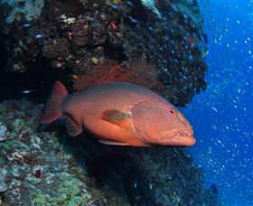 Anchor Bommie Dive Site - Darwin Holiday 0