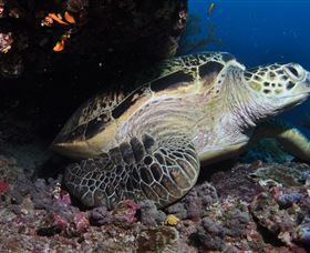 Anchor Bommie Dive Site - Darwin Holiday 2