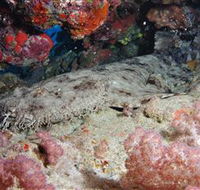 Lighthouse Bommies Dive Site - Darwin Holiday
