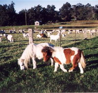 Trudgalong Farm - Darwin Holiday