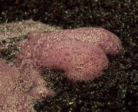 East Gippsland Wines - Darwin Holiday 3