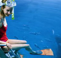 Roy Rufus Artificial Reef Dive Site - Darwin Holiday
