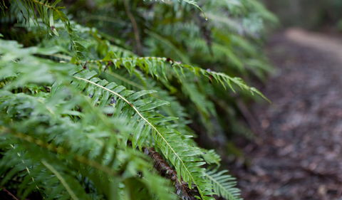 Monga National Park - Darwin Holiday 2