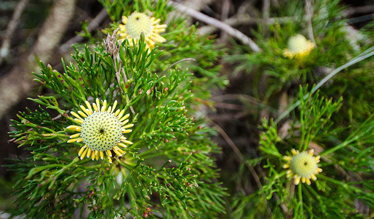 Mount Keira NSW Darwin Holiday