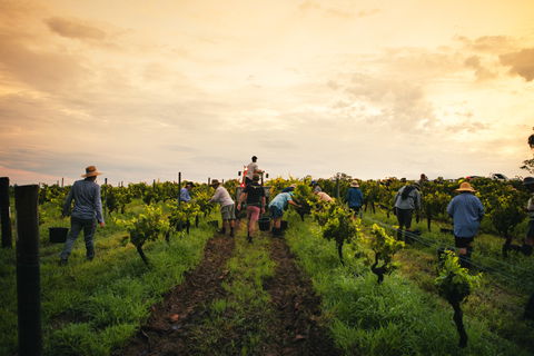 Tyrrells Vineyards - Darwin Holiday 1