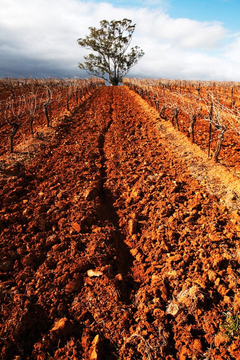 Tyrrells Vineyards - Darwin Holiday 3