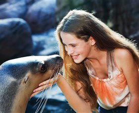 Sea Life Sunshine Coast - Darwin Holiday 1