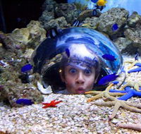 Sea Life Sunshine Coast - Darwin Holiday