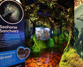 Sea Life Sunshine Coast - Darwin Holiday 3