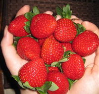 The Strawberry Farm - Darwin Holiday