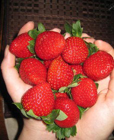 The Strawberry Farm - Darwin Holiday 0