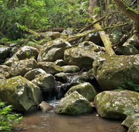 Booyong walking track - Darwin Holiday