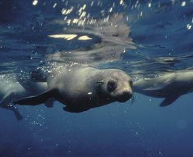 Wilsons Promontory Marine National Park - Darwin Holiday 0