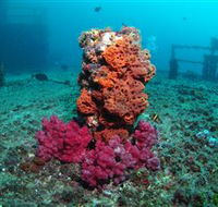 HMAS Brisbane Dive Site - Darwin Holiday