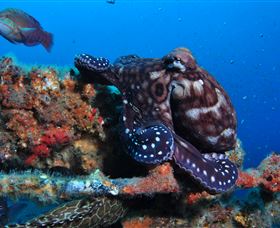 HMAS Brisbane Dive Site - Darwin Holiday 2